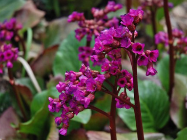 [FestTrav] Александра Клименко → Азбука растений. _0.png